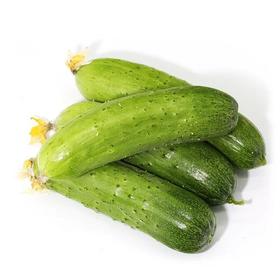 A大刺黄瓜(500±50g)