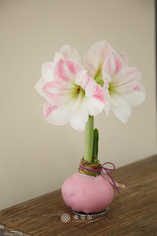 粉樱花朱顶红(特大球38+) 商品图0