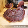 【西藏野生灵芝】西藏灵芝波密地区野生灵芝100g 商品缩略图4