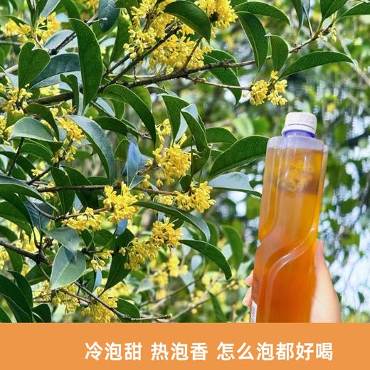 （下单满百送冻干5A级干桂花茶10g）桂花九曲红梅  花香拂面，甜味宜人，如坐桂树下   原叶入袋，优选原料，怎么泡都好喝 商品图4
