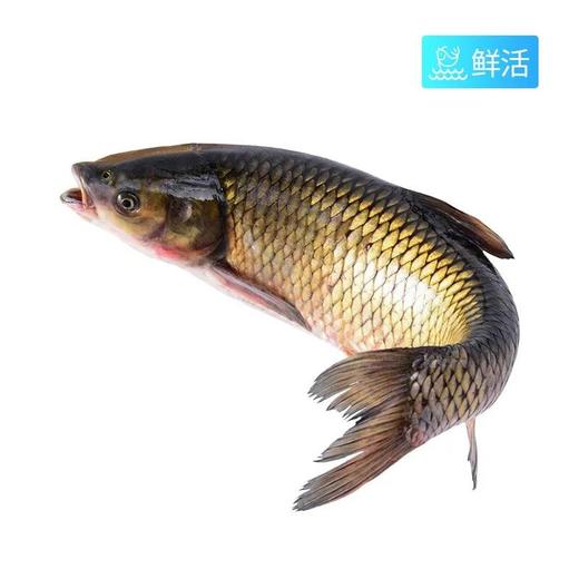 弗晟吊水草鱼（1700g）多退少补（默认不收拾，收拾请备注） 商品图0