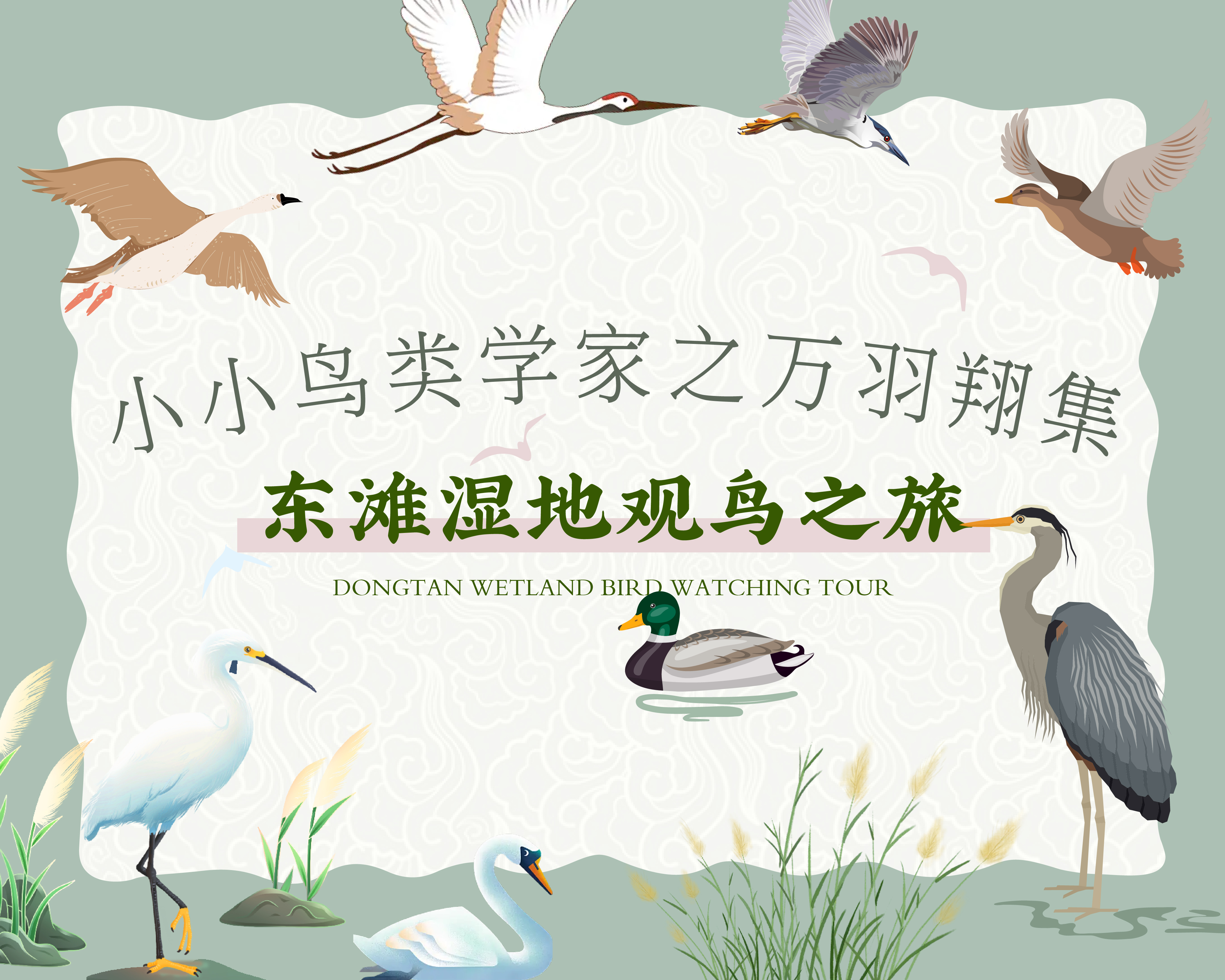 招募｜小小鸟类学家之万羽翔集·东滩湿地观鸟之旅