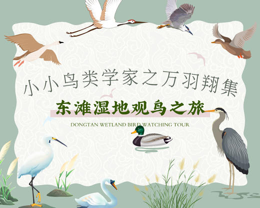 招募｜小小鸟类学家之万羽翔集·东滩湿地观鸟之旅 商品图0