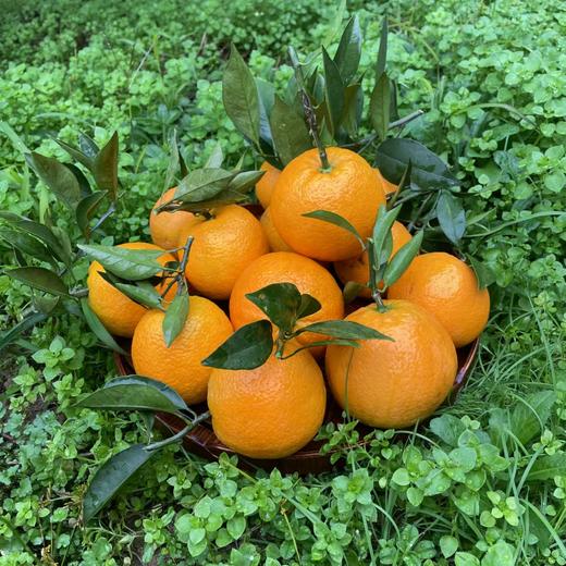 【果蔬精选】湖北九月红秭归脐橙 生态种植自然熟 肉质细腻 鲜嫩多汁 可以吸汁的橙 现摘现发 商品图3