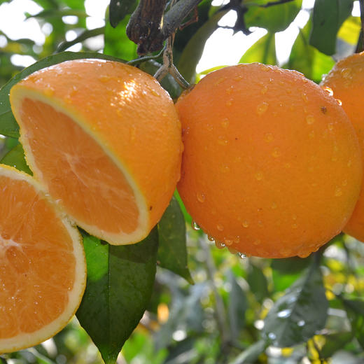 【顺丰/京东】江西赣南脐橙 出口级品质  新鲜橙子现摘 整箱甜橙 -BYY 商品图9