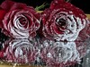 【细雪/粗雪】圣诞喷雪280ml 商品缩略图8