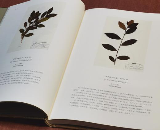 《隐侠：古代中国的茶酒生活》，精装，16开，包静主编，中国茶叶博物馆编著，浙江古籍出版社2024年8月一版一印，定价398，售价298元。 商品图4