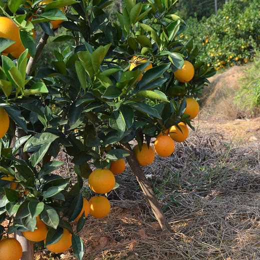 【顺丰/京东】江西赣南脐橙 出口级品质  新鲜橙子现摘 整箱甜橙 -BYY 商品图6