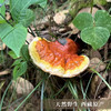 【西藏野生灵芝】西藏灵芝波密地区野生灵芝100g 商品缩略图1