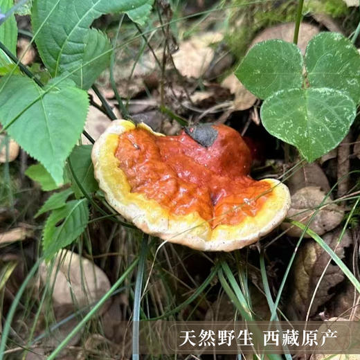 【西藏野生灵芝】西藏灵芝波密地区野生灵芝100g 商品图1