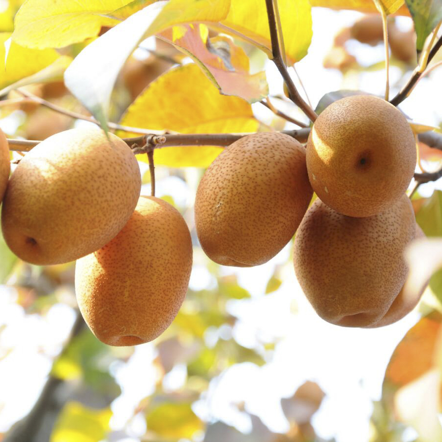 【果蔬精选】河南金珠沙梨 地理标志 绿色食品认证水果 色泽金黄 酸甜浓郁 青脆爽口 蒸熟后软糯可口 营养丰富~