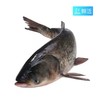 【鲜活】A胖头鱼（2500±50g）多退少补（默认不收拾，收拾请备注） 商品缩略图0