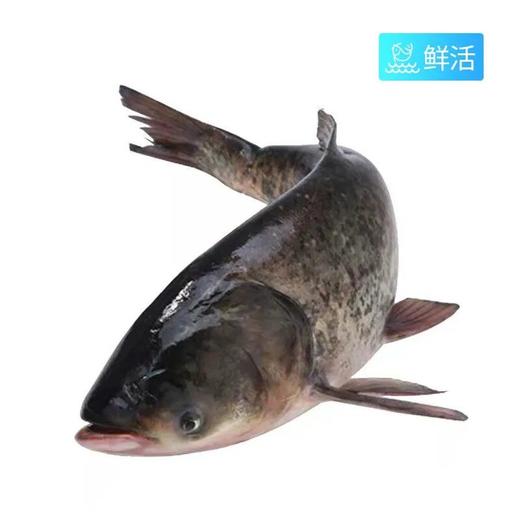 【鲜活】A胖头鱼（2500±50g）多退少补（默认不收拾，收拾请备注） 商品图0