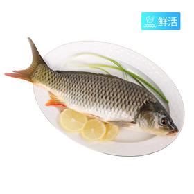 A弗晟吊水鲤鱼（约1600g）多退少补（默认不收拾，收拾请备注）