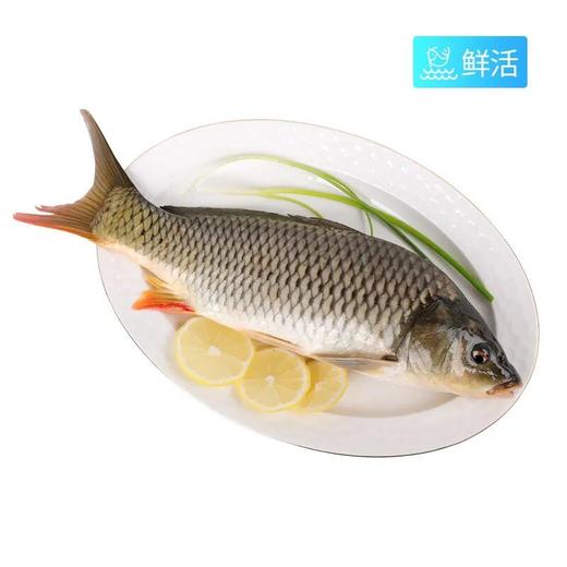 A弗晟吊水鲤鱼（约1600g）多退少补（默认不收拾，收拾请备注） 商品图0