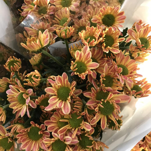小菊.黄斑纹 商品图0