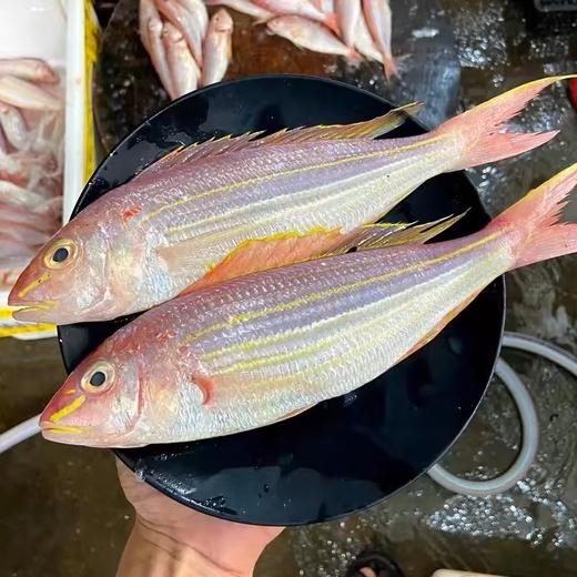 金线鱼 2条/袋  | 深海野生海钓海鲜 商品图2