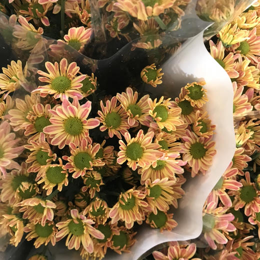 小菊.黄斑纹 商品图1