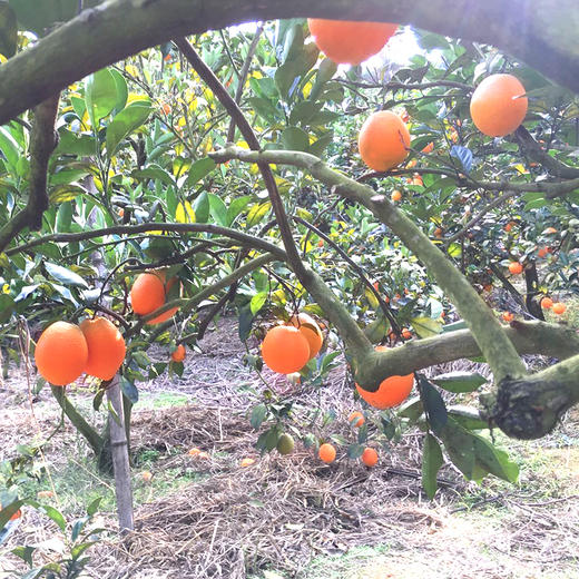 【顺丰/京东】江西赣南脐橙 出口级品质  新鲜橙子现摘 整箱甜橙 -BYY 商品图7