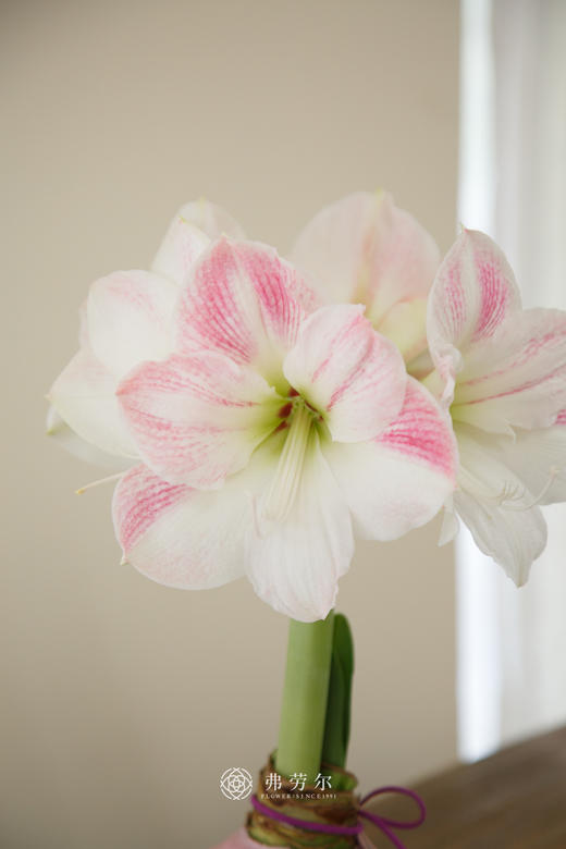 粉樱花朱顶红(特大球38+) 商品图1