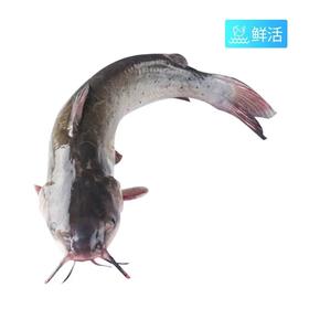 弗晟吊水鮰鱼(1800g）多退少补（默认不收拾，收拾请备注）