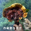 【西藏野生灵芝】西藏灵芝波密地区野生灵芝100g 商品缩略图0