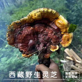 【西藏野生灵芝】西藏灵芝波密地区野生灵芝100g