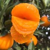 【果蔬精选】湖北九月红秭归脐橙 生态种植自然熟 肉质细腻 鲜嫩多汁 可以吸汁的橙 现摘现发 商品缩略图2