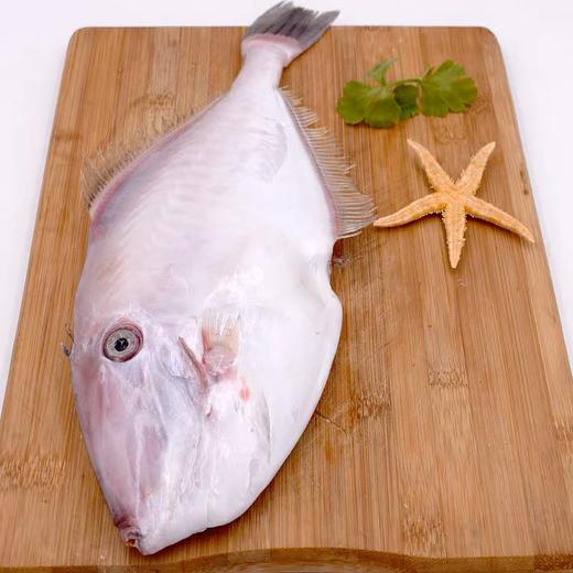 大剥皮牛鱼 |深海野生海钓海鲜 商品图1