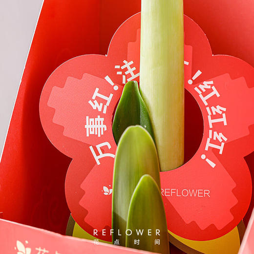 花点时间  朱顶红腊球（红色腊球）36-38cm 商品图2