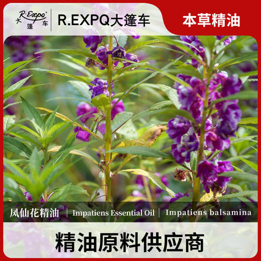 凤仙花精油 单方精油原料批发芳疗护理调香香薰CO2萃取大篷车精油 商品图0