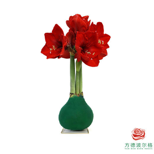 不用浇水的石蜡朱顶红种球！ 红花-胡桃夹子 商品图1