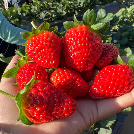攀枝花露天草莓 （四川） 商品图5