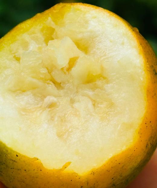 耘耕脆蜜金柑，吃了就💯%会复购‼️不同于普通金桔的——耘耕脆蜜金柑🍃纯甜不涩口～汁水丰沛💦咳嗽、上火，吃脆皮金桔，纯甜💫 没有酸味、清香极致、一款可以甜到心里的金柑~ 商品图2