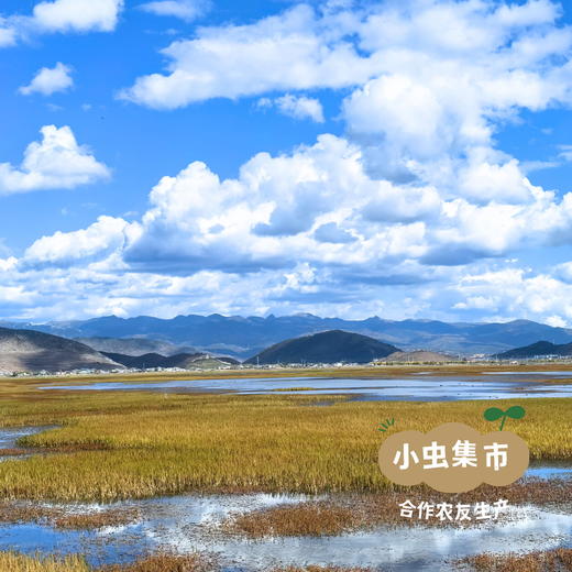 【2025年新收】高原生态三色藜麦粉 (生粉/熟粉）2袋 | 合作农友生产，产自云南香格里拉，生产者：李忠青 *【公平贸易农人定价】 商品图9