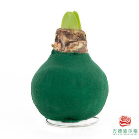 不用浇水的石蜡朱顶红种球！ 红花-胡桃夹子