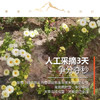 【有机菊花】6斤花朵仅出1斤干胎菊，人工采摘，颗颗精选，产自柴达木盆地有机种植，昆仑雪水灌溉，！【顺丰发货】 商品缩略图4