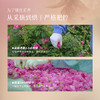【平阴玫瑰花冠茶】 平阴重瓣玫瑰大朵花冠干玫瑰养生茶天然无硫盒装 商品缩略图2