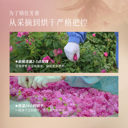 【平阴玫瑰花冠茶】 平阴重瓣玫瑰大朵花冠干玫瑰养生茶天然无硫盒装 商品图2