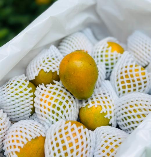 耘耕脆蜜金柑，吃了就💯%会复购‼️不同于普通金桔的——耘耕脆蜜金柑🍃纯甜不涩口～汁水丰沛💦咳嗽、上火，吃脆皮金桔，纯甜💫 没有酸味、清香极致、一款可以甜到心里的金柑~ 商品图4