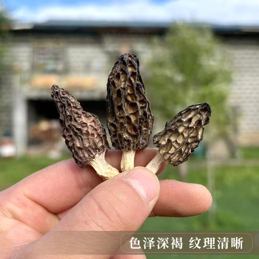 【野生羊肚菌干货】西藏林芝波密野生羊肚菌干货50g 商品图3