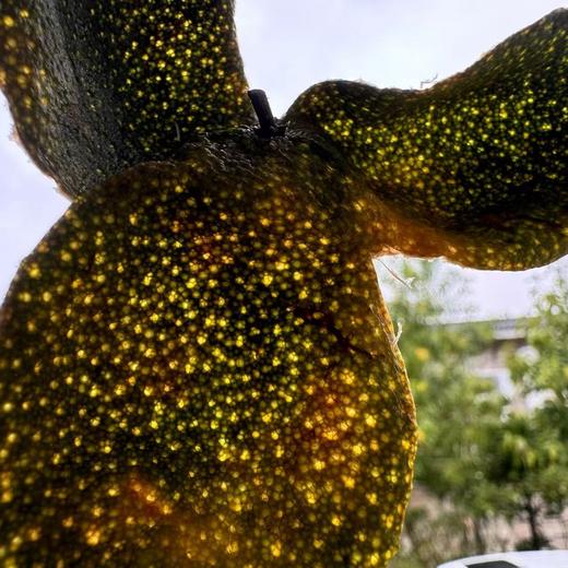 2024 天马驳枝柑 二红 满天星 薄得很 250克起 商品图2