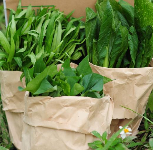 生态应季蔬菜盲盒｜Ecological  vegetable 商品图3