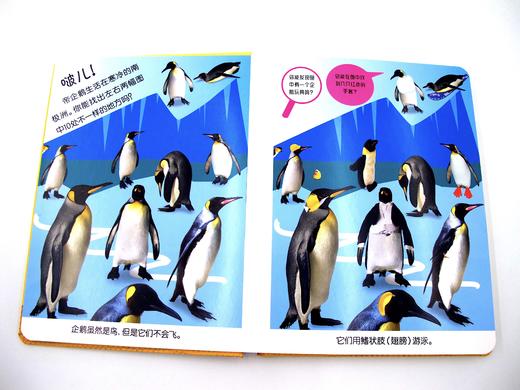 DK幼儿观察力、注意力、思维力系列《动物》汉英对照 商品图2