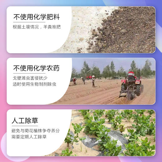 【有机菊花】6斤花朵仅出1斤干胎菊，人工采摘，颗颗精选，产自柴达木盆地有机种植，昆仑雪水灌溉，！【顺丰发货】 商品图6