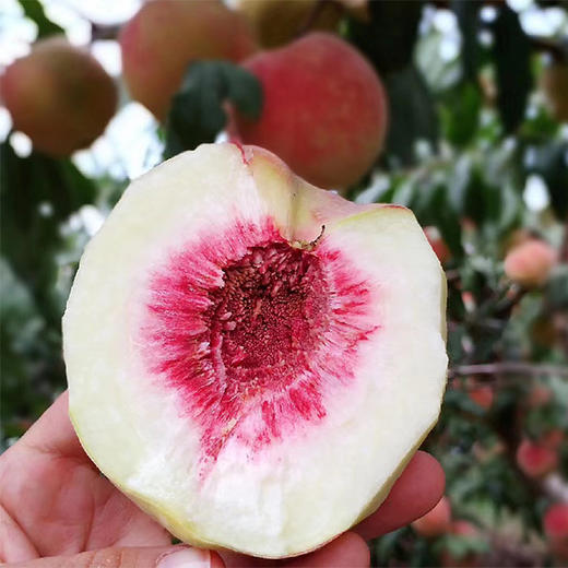 【云南大理冬桃】顺丰到家 高原毛桃 脆甜清爽 个头玲珑 肉质细嫩香甜 绿里透红 4种规格任选 商品图4