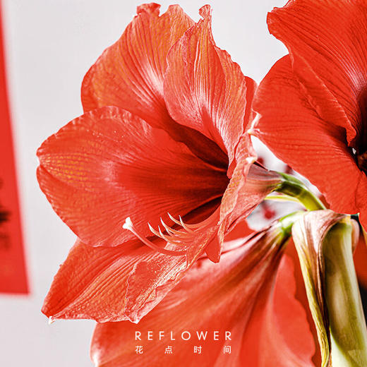 花点时间  朱顶红腊球（红色腊球）36-38cm 商品图1