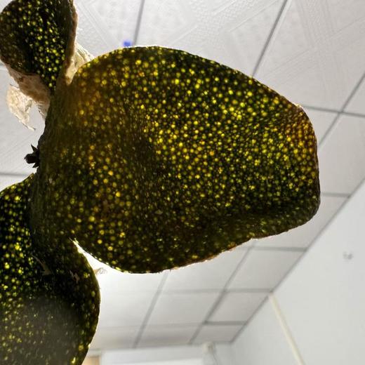 2024年 天马圈枝柑 二红皮 十三年老树 满天星 非常薄！250克起 商品图3