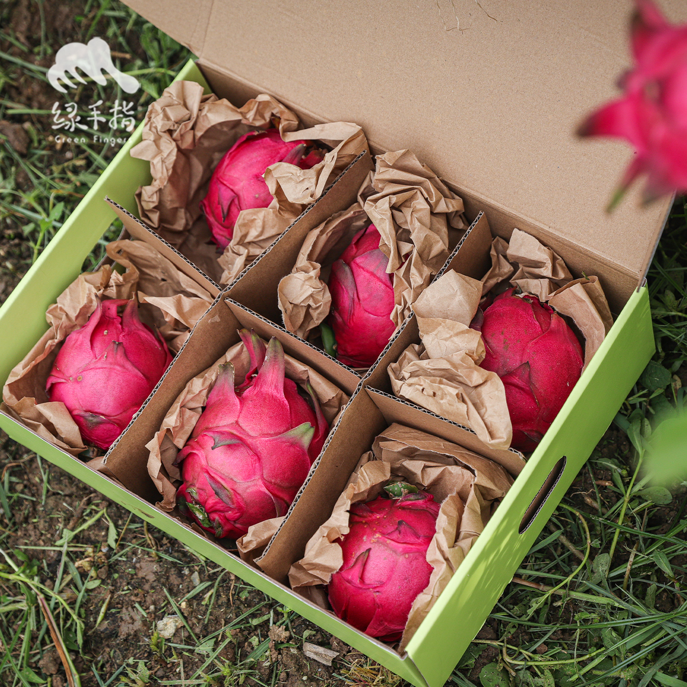 生态盐碱地火龙果 | 绿家自产 *  ecological saline-alkali land | In-House Production