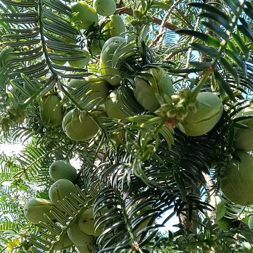 【开口香榧】当季新鲜货，颜色鲜亮，颗颗饱满，内仁松脆又香甜，壳薄肉厚，口感超赞！ 商品图5